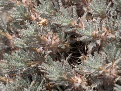 Astragalus cruentiflorus