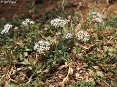 Bunium paucifolium