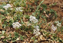 Bunium paucifolium