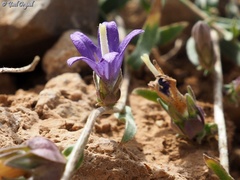 Campanula stricta