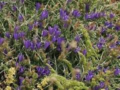 Campanula stricta