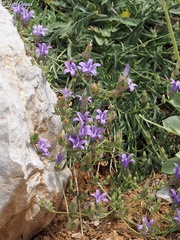 Campanula stricta