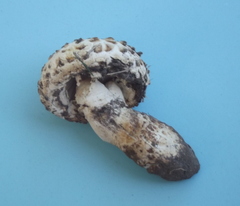 Saproamanita foetidissima