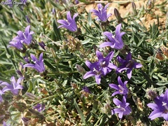 Campanula stricta