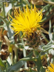 Centaurea drabifolia