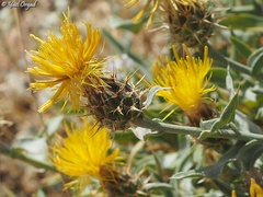 Centaurea drabifolia