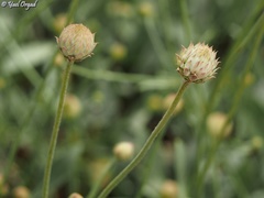 Cephalaria stellipilis