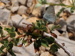 Satyrium myrtale
