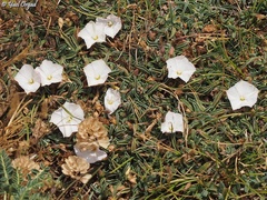 Convolvulus libanoticus