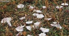 Convolvulus libanoticus