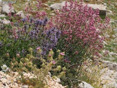 Centranthus longiflorus