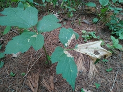 Heracleum lehmannianum