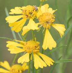 Helenium amarum amarum