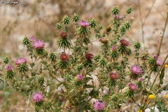 Cousinia hermonis