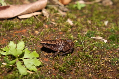 Eleutherodactylus pallidus