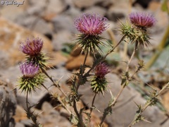 Cousinia hermonis