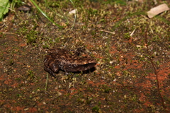 Eleutherodactylus pallidus
