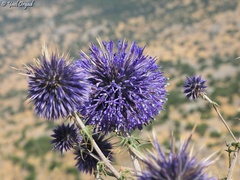 Echinops gaillardotii