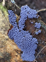 Cribraria argillacea