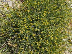 Euphorbia erinacea