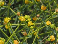 Euphorbia erinacea