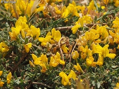 Genista libanotica