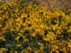 Genista libanotica