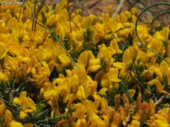Genista libanotica