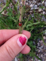 Coccinella quinquepunctata