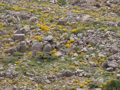 Hypericum libanoticum