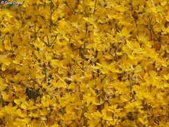 Hypericum libanoticum