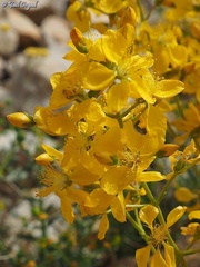 Hypericum libanoticum