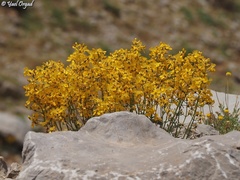 Hypericum libanoticum
