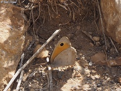Hyponephele lupinus
