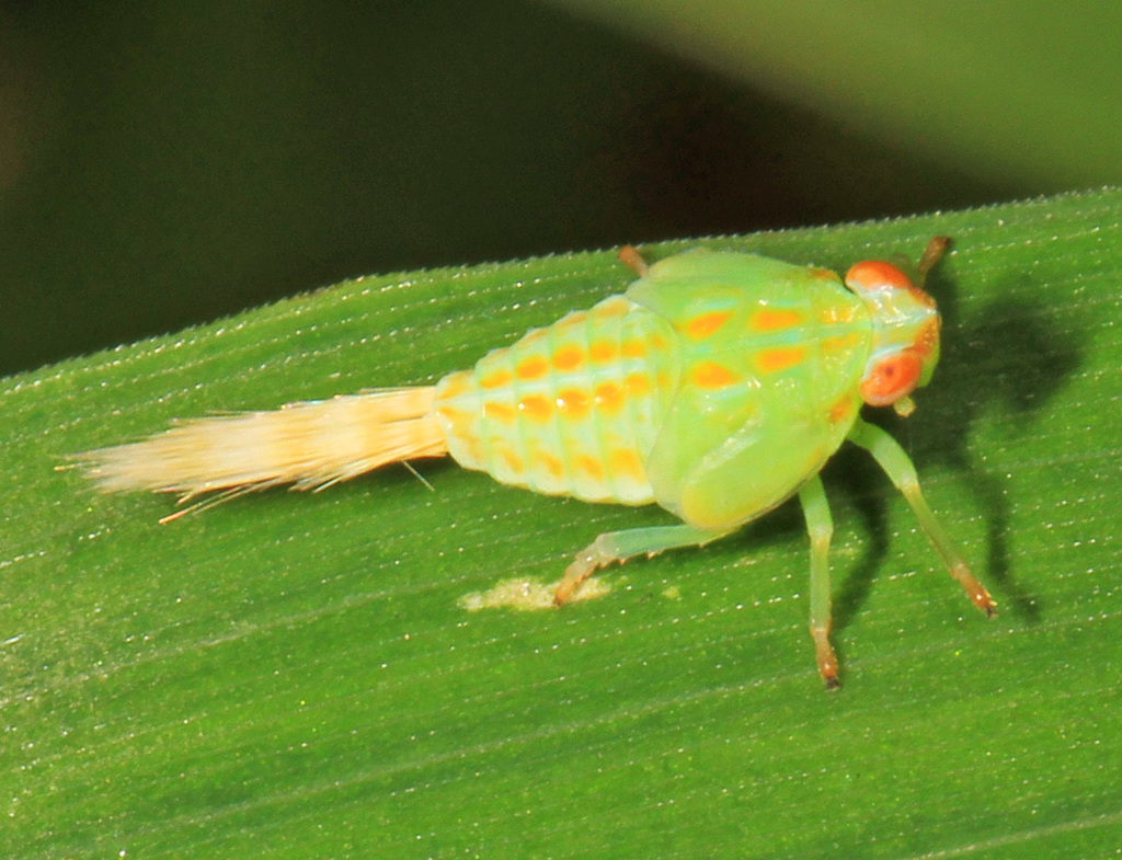 Thionia quinquata