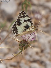 Melanargia titea