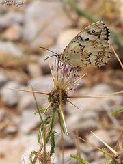Melanargia titea