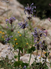 Nepeta cilicia