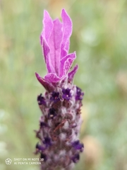Lavandula stoechas