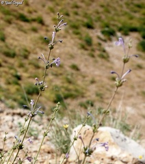 Nepeta glomerata