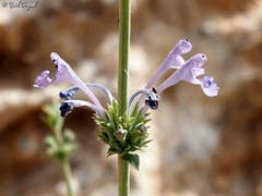 Nepeta glomerata