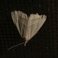 Macrochilo absorptalis