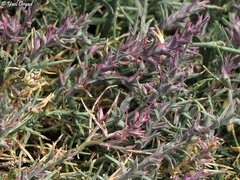 Noaea mucronata humilis