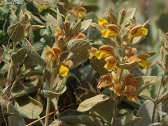 Phlomis brevilabris
