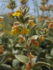 Phlomis brevilabris