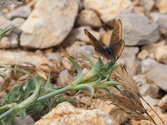 Kretania nichollae