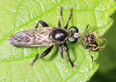 Laphria canis