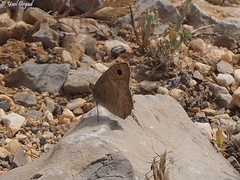 Pseudochazara pelopea