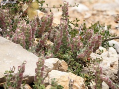 Scutellaria utriculata