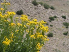 Senecio doriiformis